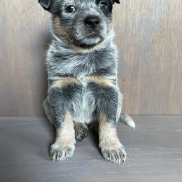 Patch - Blue mottled female Australian Cattle Dog puppy in Redding, California from Cascade Cattle Dogs