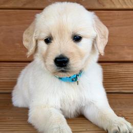 Mila - Light golden female Golden Retriever puppy in Doniphan, Missouri from Stockford’s Golden Retrievers