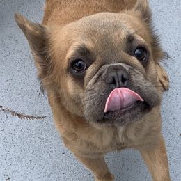 Valerie - Red female Boston Terrier puppy in New Port Richey, Florida from The Wolf Pack