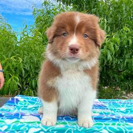 Boulder- Red tri male 2 - Red tri-color male Australian Shepherd puppy in Castle Rock, Washington from Zoolo Kennels “HOF”