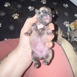 Bean - Fawn male Pug puppy in Vader, Washington from Tanori Kennels