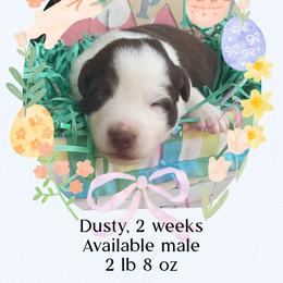 Dusty - Red tri-color male Australian Shepherd puppy in Marshall, Virginia from Greywood Farm Aussies