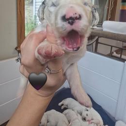 Rumor - White and black male Dalmatian puppy in Janesville, Wisconsin from Legacy Dalmatians