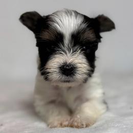 Potato - Black tan and white female Biewer Terrier puppy in Cartersville, Georgia from Alpha Tiny Paws