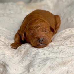 Stevie - Red  female Goldendoodle puppy in Queen Creek, Arizona from Goldendoodle AZ