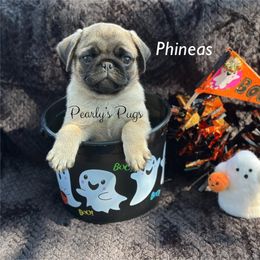 Phineas - Fawn male Pug puppy in Summerville, Georgia from Pearly’s Pugs & Pollywog Poodles