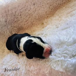 Frankie - Mantle male Great Dane puppy in Liberty, New York from Catskills Greatest Danes