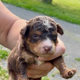 Bentley - Brown male Bernedoodle puppy in Campbellsville, Kentucky from Blue Belle Hills Bernedoodles