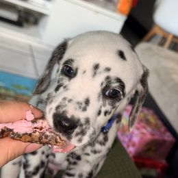Mango - White and black male Dalmatian puppy in Miami, Florida from Soflo Dalmatians