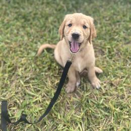 Golden Retriever Puppies from Hidden Oaks Golden Retrievers