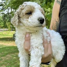 Dolly - Parti female Goldendoodle puppy in Gastonia, North Carolina from Crowders Creek Doodles