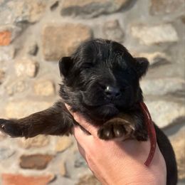 Red collar - Black and red male German Shepherd puppy in Paoli, Pennsylvania from Vom Hillhaus