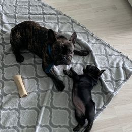 French Bulldog Puppies from Luna and London’s Puppies