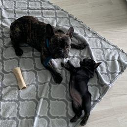 French Bulldog Puppies from Luna and London’s Puppies