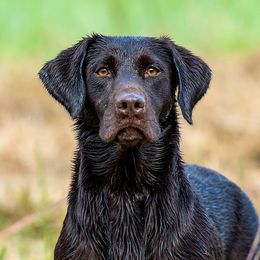 Koda - Labrador Retriever