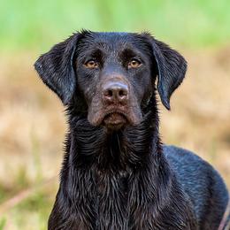 Koda - Labrador Retriever
