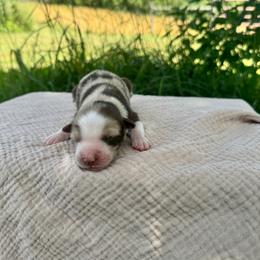 Red Merle Male 1 - Red merle male Miniature Australian Shepherd puppy in Stuart, Virginia from Apple Tree Mini Aussies