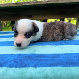 Brazeal - Brindle and white male Cardigan Welsh Corgi puppy in Bland, Missouri from Shadey Lane Corgis