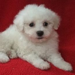 Bichon Frises, Havanese, and Lhasa Apsos from Our Lovely Pups