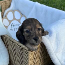 Flopsy - Cream female Dachshund puppy in Dothan, Alabama from Little House Pups