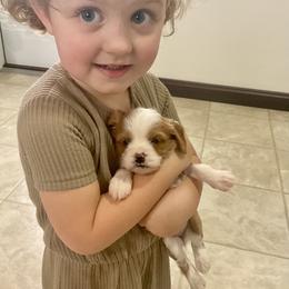 Bernedoodle, Cavapoo, and Pomsky Puppies from Cuddle Paws