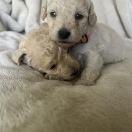 Poodle Puppies from J'Adore Doodles