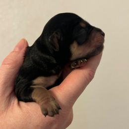 Female - Black & tan tri-color female Maltipoo puppy in Sacramento, California from Honeys Maltipoo’s