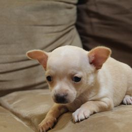 Stuart Little - Cream and white male Chihuahua puppy in Willamina, Oregon from Cherished Chihuahuas
