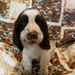 Boy 2 - Liver and white male English Springer Spaniel puppy in Tabor City, North Carolina from Big Bay Kennels LLC