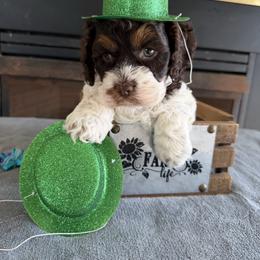 Peanut - Brown and white male Cockapoo puppy in Connersville, Indiana from MoonShine Babies