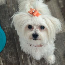 Aphrodite - White female Maltese puppy in Florence, Arizona from Maltese Of Arizona