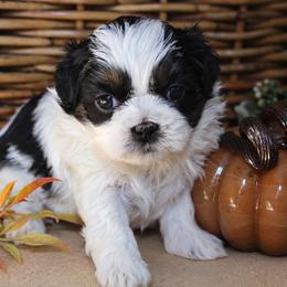 Piper - Black and white female Shichon puppy in Pennsylvania from Manor Hills Shih Tzus