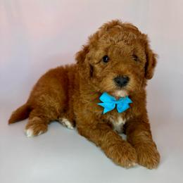 Hoppy(blue) - Red  male Goldendoodle puppy in Hot Springs, Arkansas from Hot Springs Kennels