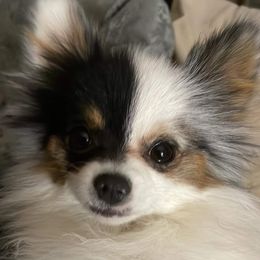 Mappy - Pomeranian