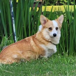 Rylan - Pembroke Welsh Corgi