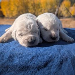 Lyra - Light golden female Golden Retriever puppy in Colville, Washington from Rosehaven Homestead