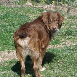 Australian Shepherds from Mountain Creek Farm