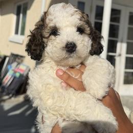 Girl 2 - female Sheepadoodle puppy in Daytona Beach, Florida from Lindy’s Doodles