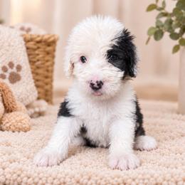 White - Gray and white female Old English Sheepdog puppy in Iowa from Midwest Puppy Paws