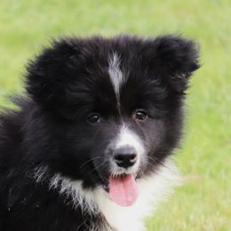 Border Collie Puppies from Kagee Border Collies