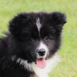 Border Collie Puppies from Kagee Border Collies