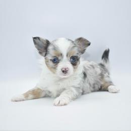 Sparkles- TINY - Blue merle female Chihuahua puppy in Bulls Gap, Tennessee from Smokey Mountain Chihuahuas