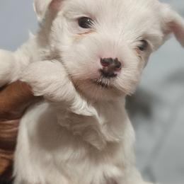 Astro - Parti male Yorkshire Terrier puppy in Atlanta, Georgia from Royal Beauties Yorkies of Atlanta