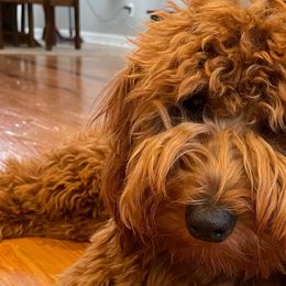 Molly - Goldendoodle