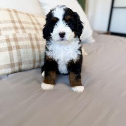 Female - Tri-color female Bernedoodle puppy in Nampa, Idaho from Boise Bernedoodles