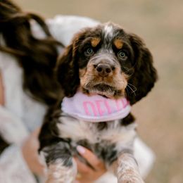 English Springer Spaniel Puppies from Hidden Valley Springers