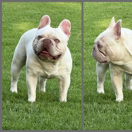 French Bulldog puppies from Beason’s HomeGrown Frenchies