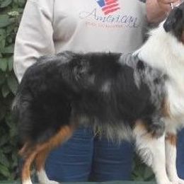 Parker - Miniature American Shepherd