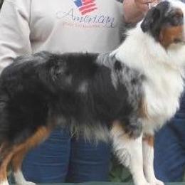 Parker - Miniature American Shepherd
