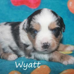 Wyatt - Blue merle male Miniature American Shepherd puppy in Godley, Texas from Flying H Toy and Mini Aussies